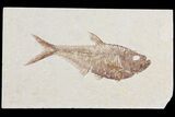 Diplomystus Fossil Fish - Wyoming #94872-1